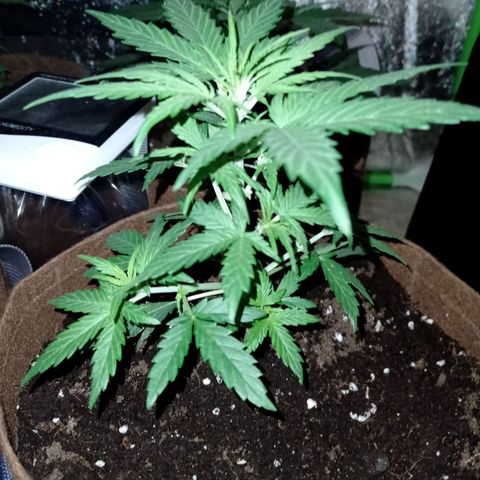 Grapefruit Matic Auto growlog timeline photo
