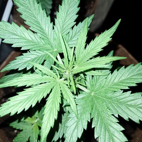 Grapefruit Matic Auto growlog timeline photo