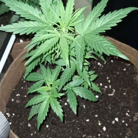 Grapefruit Matic Auto growlog timeline photo