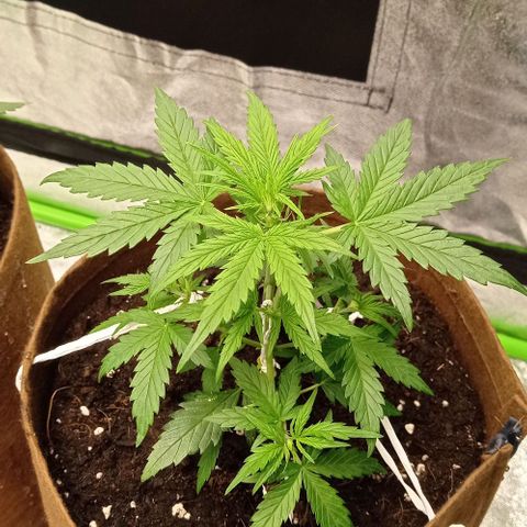 Grapefruit Matic Auto growlog timeline photo