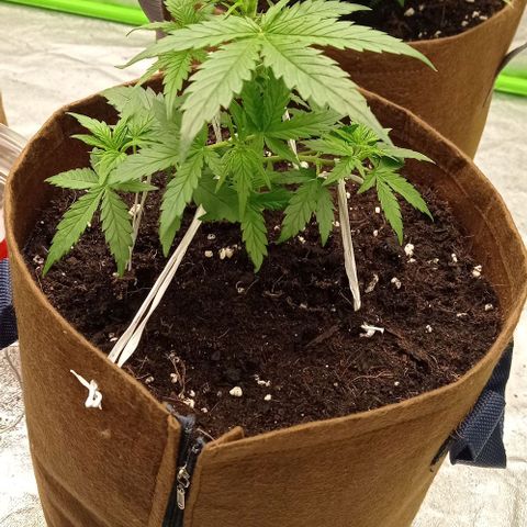 Grapefruit Matic Auto growlog timeline photo