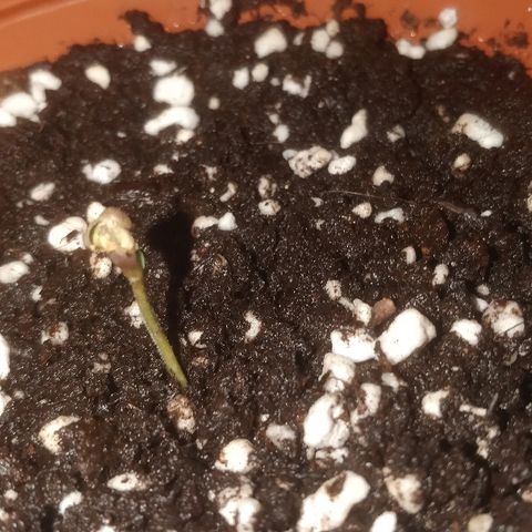 Auto 00 Cheese growlog timeline photo