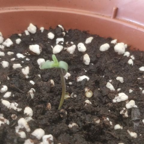 Auto 00 Cheese growlog timeline photo