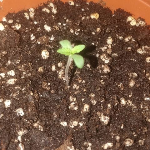 Auto 00 Cheese growlog timeline photo