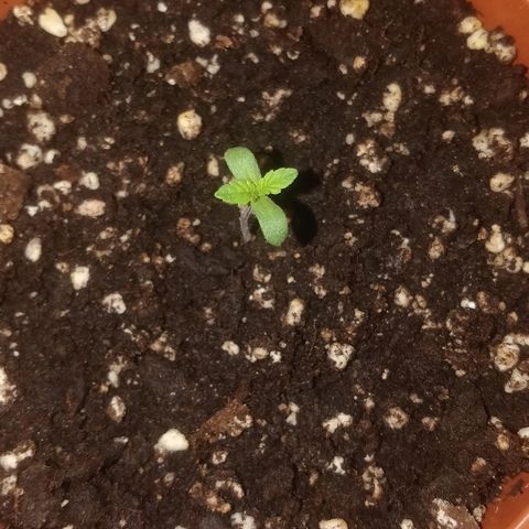 Auto 00 Cheese growlog timeline photo