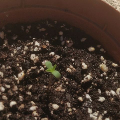 Auto 00 Cheese growlog timeline photo