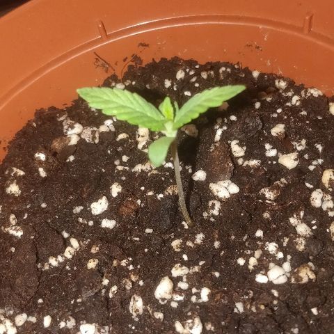 Auto 00 Cheese growlog timeline photo
