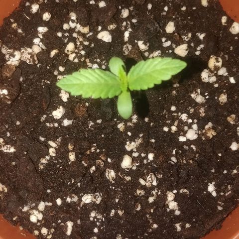 Auto 00 Cheese growlog timeline photo