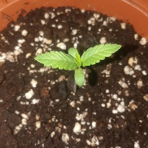 Auto 00 Cheese growlog timeline photo