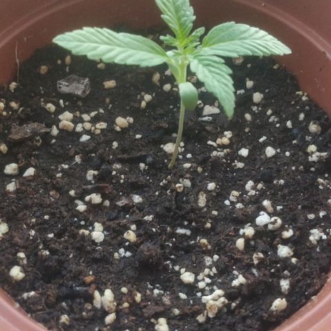 Auto 00 Cheese growlog timeline photo