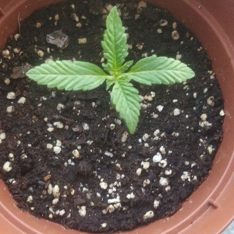 Auto 00 Cheese growlog timeline photo