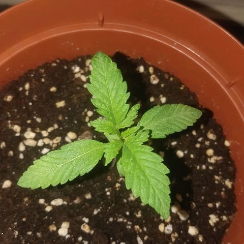 Auto 00 Cheese growlog timeline photo
