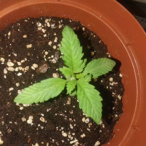 Auto 00 Cheese growlog timeline photo