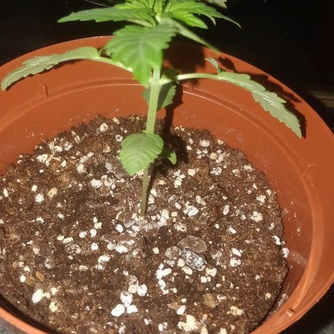 Auto 00 Cheese growlog timeline photo