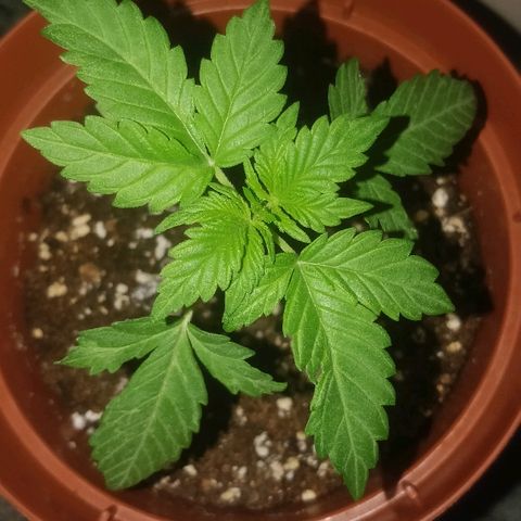 Auto 00 Cheese growlog timeline photo
