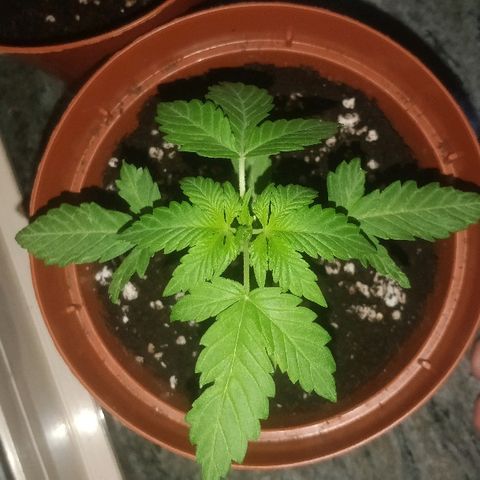 Auto 00 Cheese growlog timeline photo