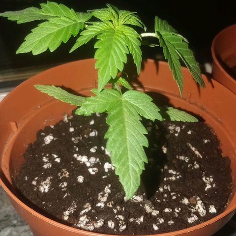 Auto 00 Cheese growlog timeline photo