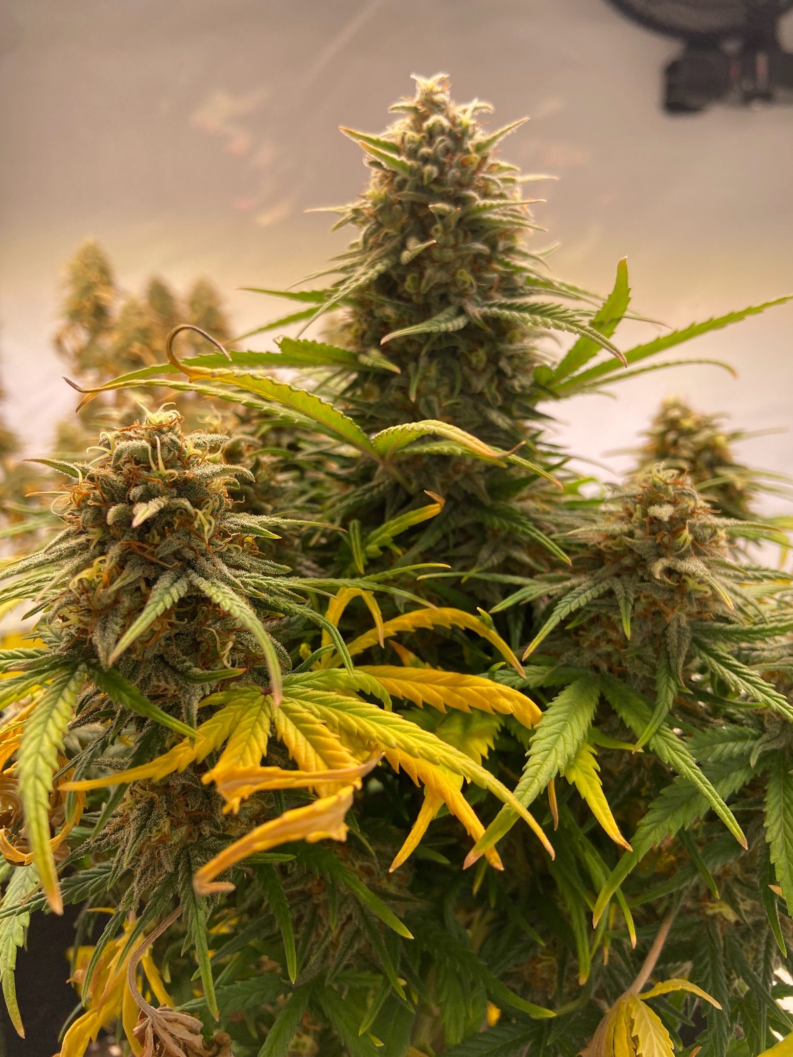 Royal Dwarf growlog header