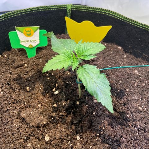 Royal Dwarf growlog photo