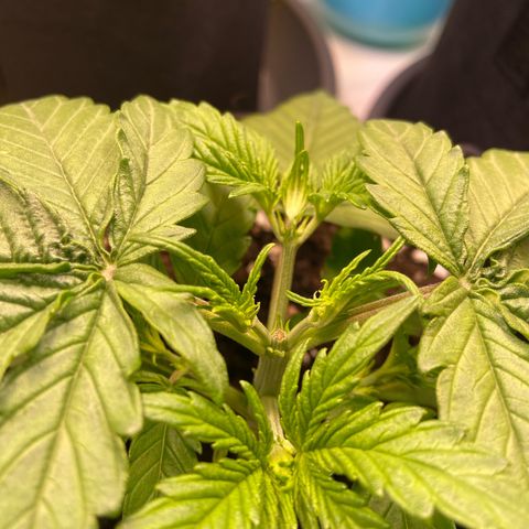 Epsilon growlog timeline photo