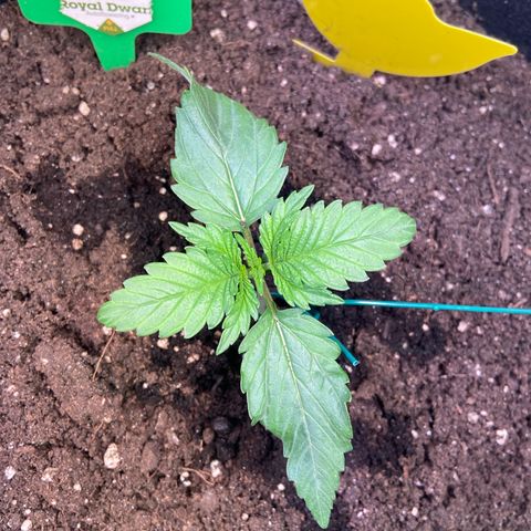 Royal Dwarf growlog photo