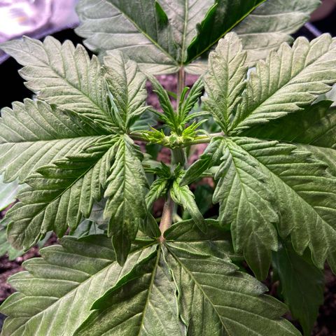 Royal Runtz growlog photo: After Topping