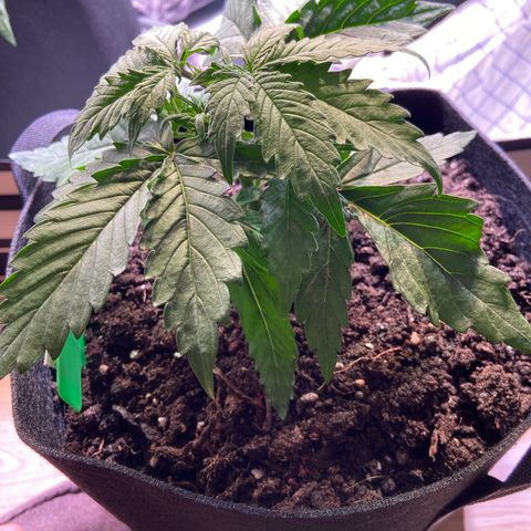 Royal Runtz growlog timeline photo