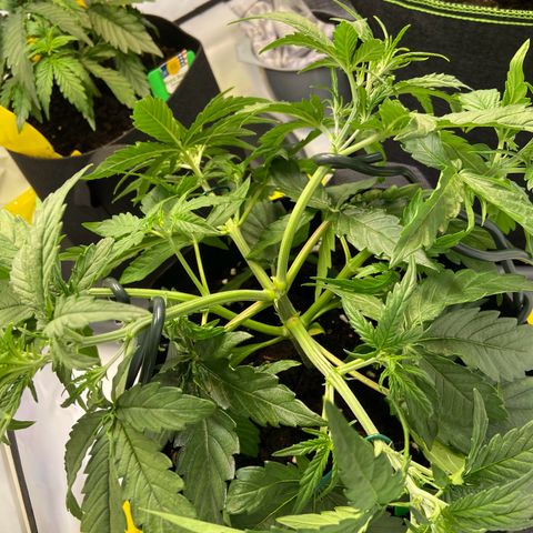 Epsilon growlog photo: LST