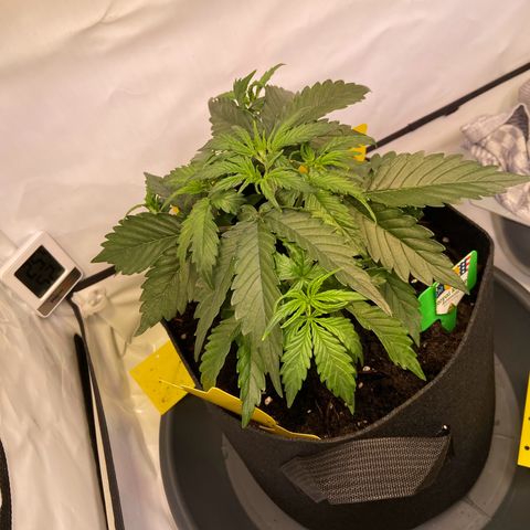 Royal Runtz growlog timeline photo