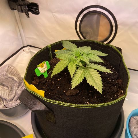 Royal Dwarf growlog photo