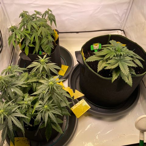 Royal Dwarf growlog photo