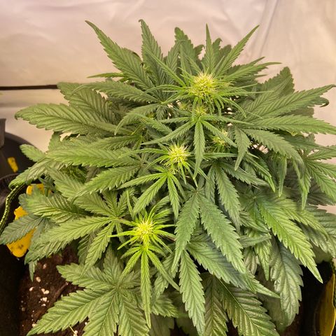 Royal Dwarf growlog photo