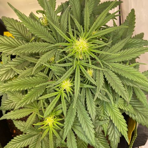 Royal Dwarf growlog timeline photo