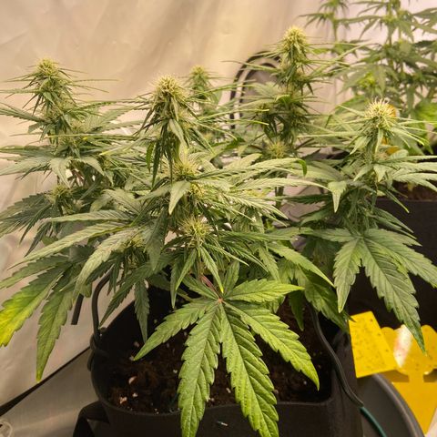 Epsilon growlog timeline photo