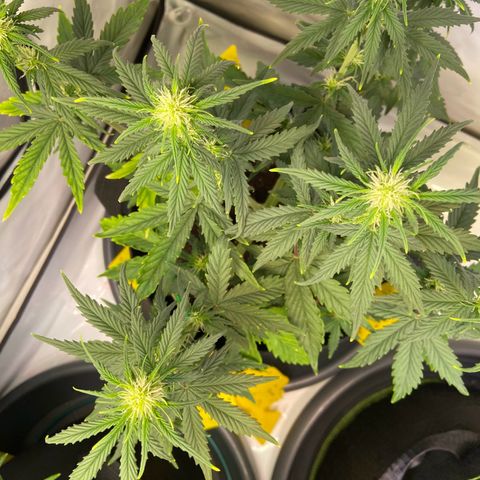 Royal Runtz growlog timeline photo