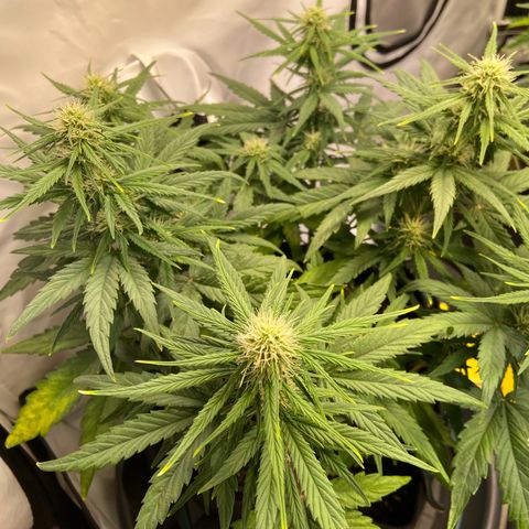 Epsilon growlog timeline photo