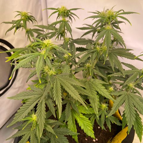 Royal Runtz growlog timeline photo