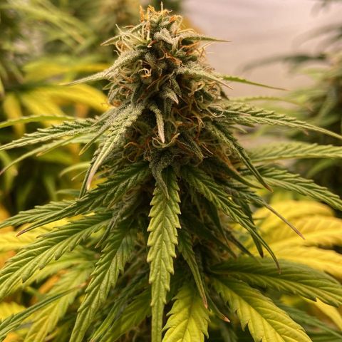 Epsilon growlog timeline photo