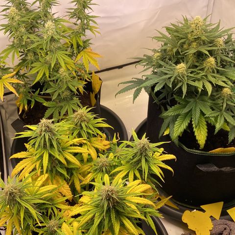 Epsilon growlog timeline photo