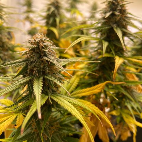 Epsilon growlog timeline photo