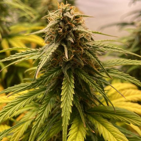 Epsilon growlog timeline photo