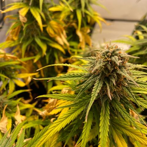 Epsilon growlog timeline photo