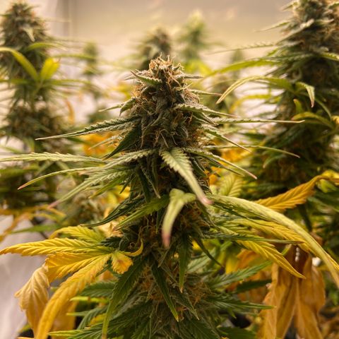 Epsilon growlog timeline photo