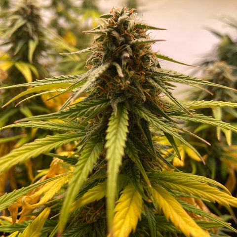 Epsilon growlog timeline photo
