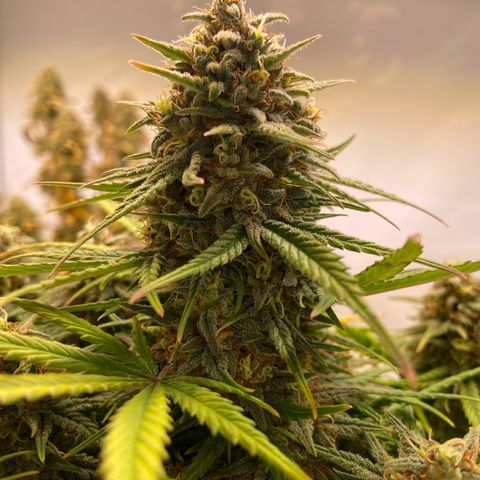 Royal Dwarf growlog timeline photo