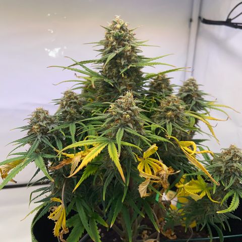 Royal Dwarf growlog timeline photo