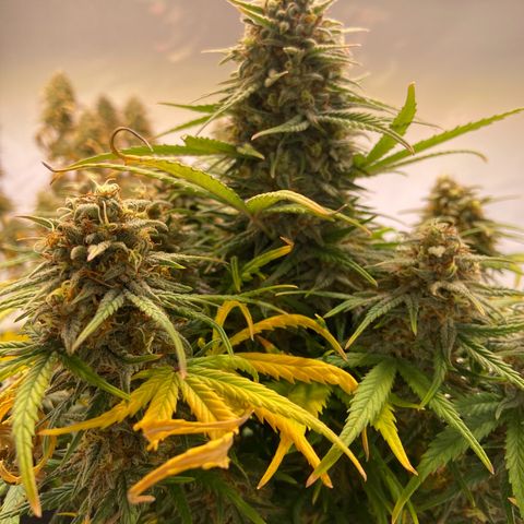 Royal Dwarf growlog timeline photo