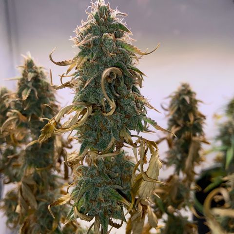 Royal Runtz growlog timeline photo