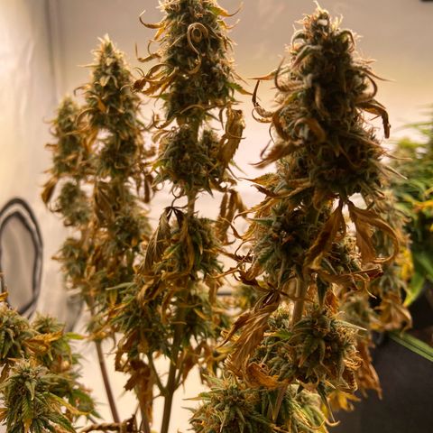 Royal Runtz growlog timeline photo