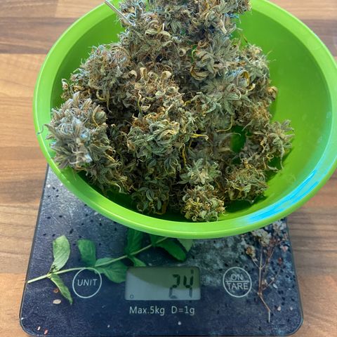 Epsilon growlog timeline photo